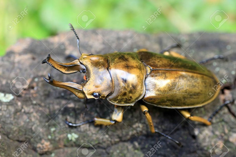 Украшение настенное Beetle, коллекция Жук