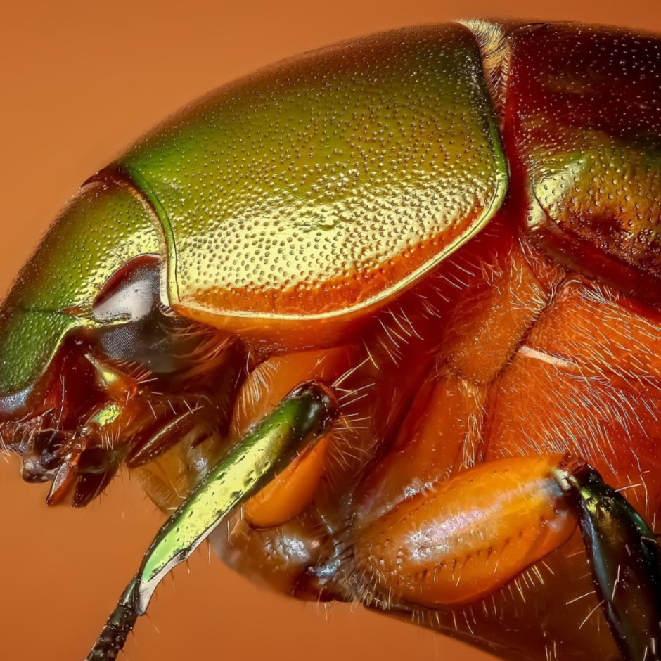 Бронзовка золотистая (Cetonia aurata)