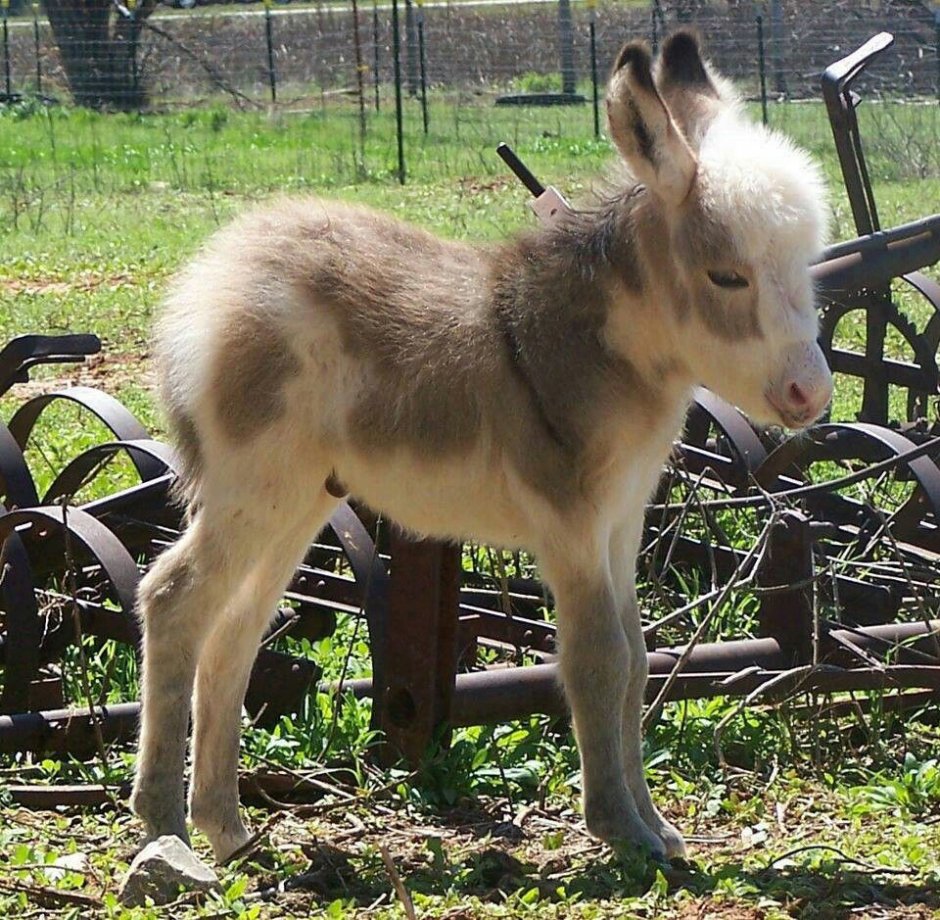 Карликовый ослик