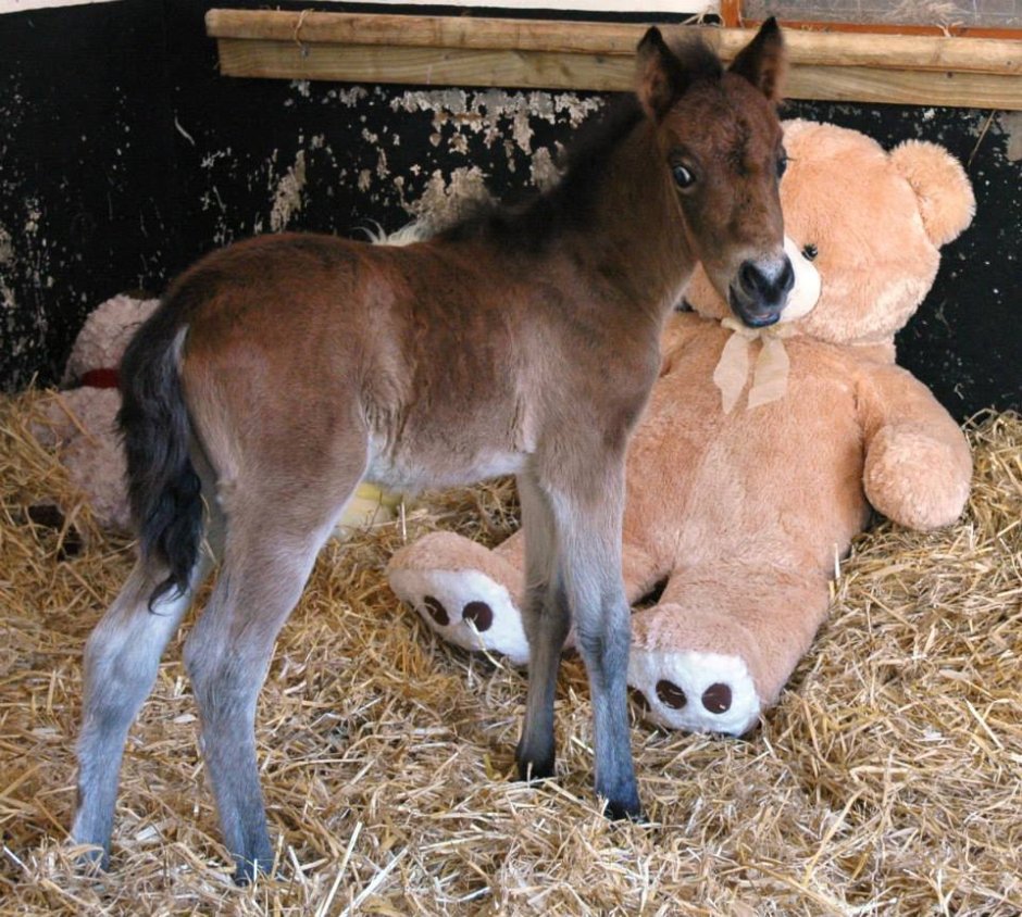 Ванкувере "Donkey