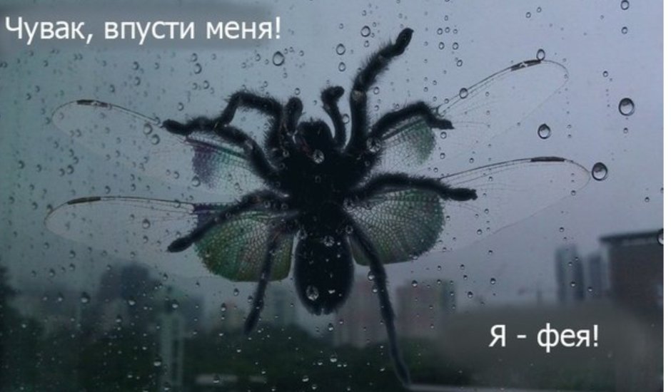 Оса ТАРАНТУЛОВОГО ястреба