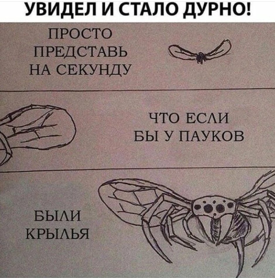 Уличные пауки