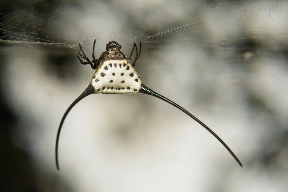 Macracantha arcuata паук Макросъёмка