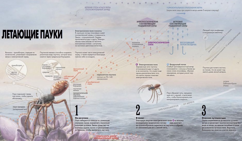 Aranea паук