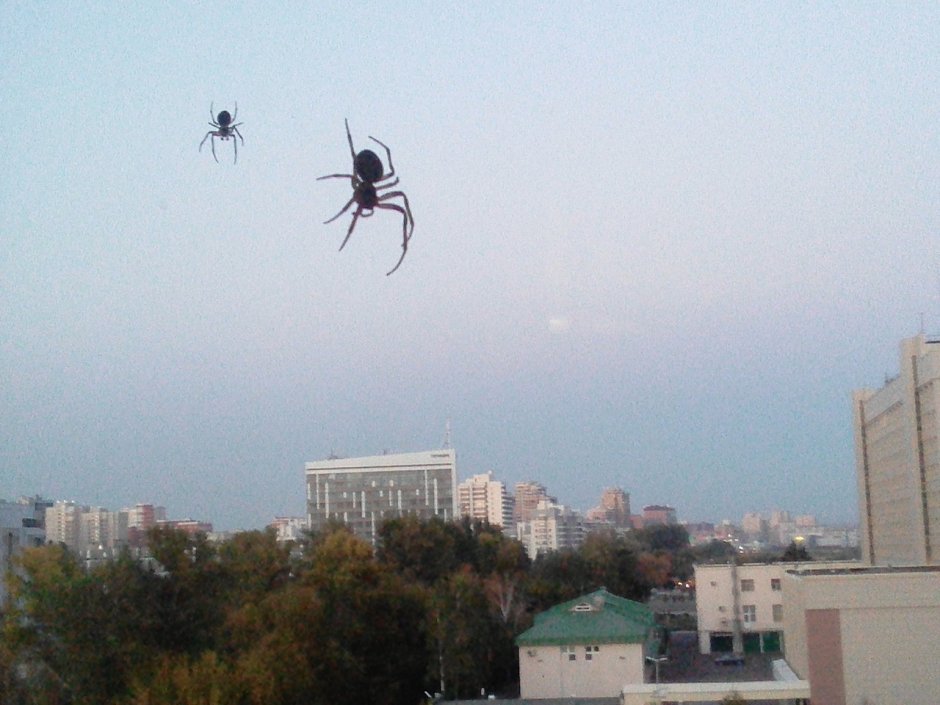 Прыгающий паук