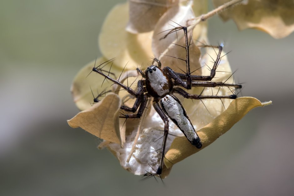 Giant Huntsman Spider