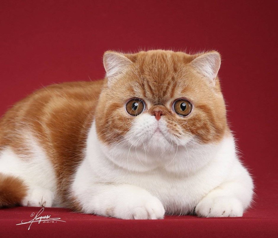 Экзот кошка рыжая