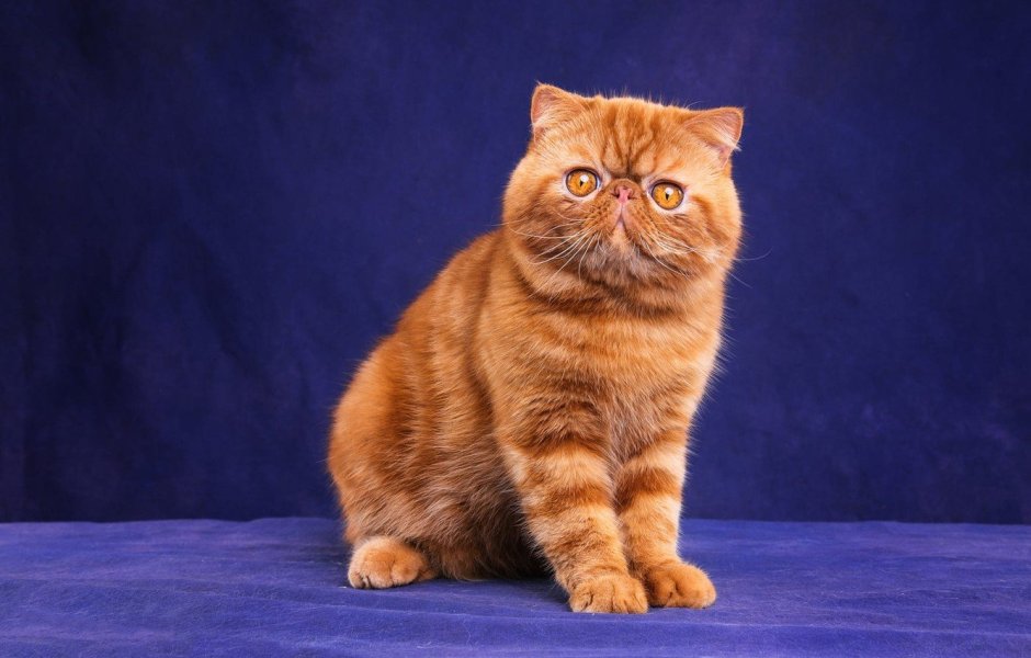 Шотландский скоттиш страйт рыжий