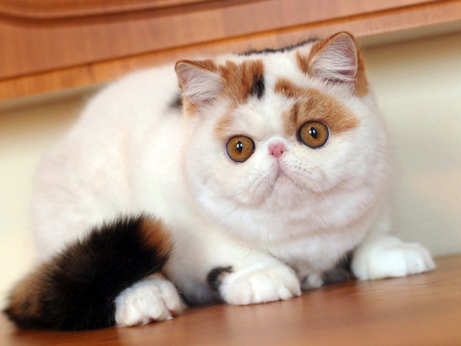 Котята экзотическая короткошерстная Британская