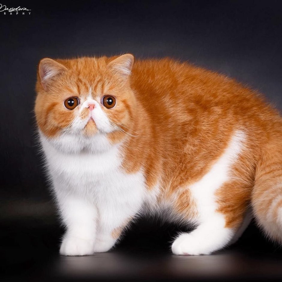 Экзотическая короткошерстная (exotic Shorthair) кошка.