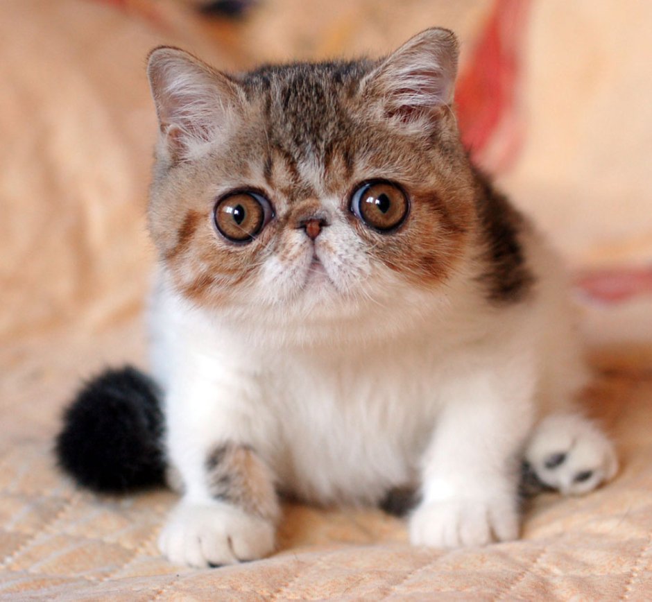 Экзот кошка