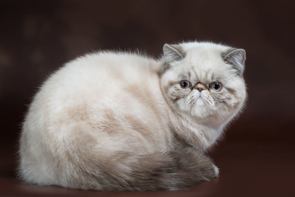 Персидский кот экзот