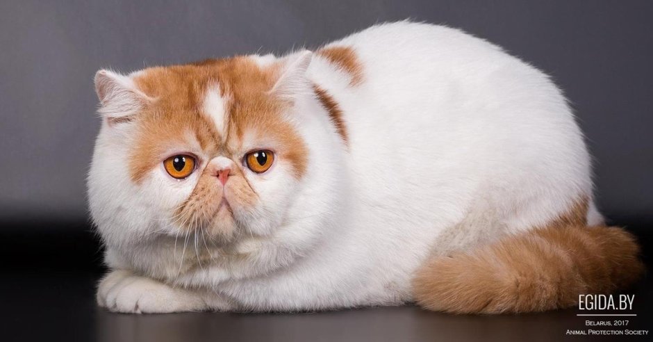 Экзот кошка рыжая