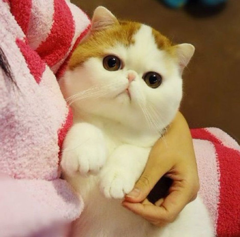 Стрижка кота экзота