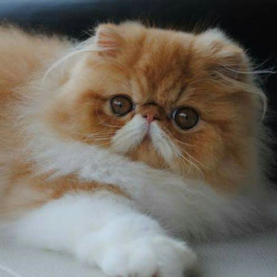 Кошки экзоты короткошерстные