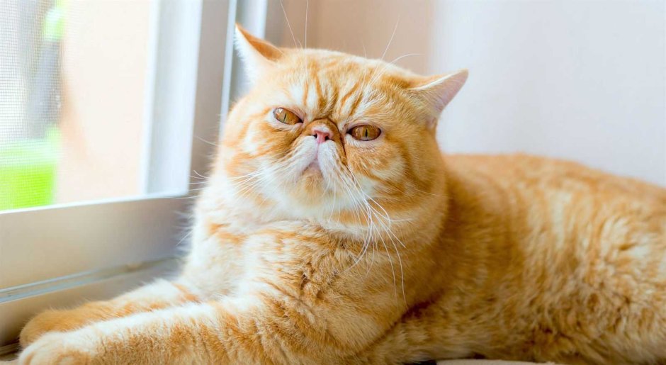 Экзотическая короткошерстная кошка окрас красный табби Ван