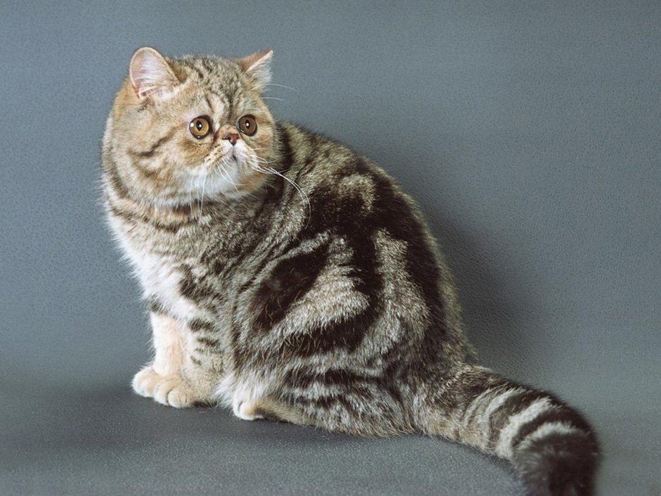 Экзотическая короткошерстная (exotic Shorthair) кошка.