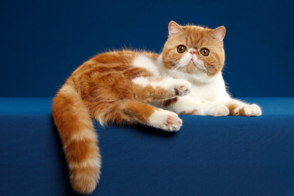 Кошки экзоты короткошерстные