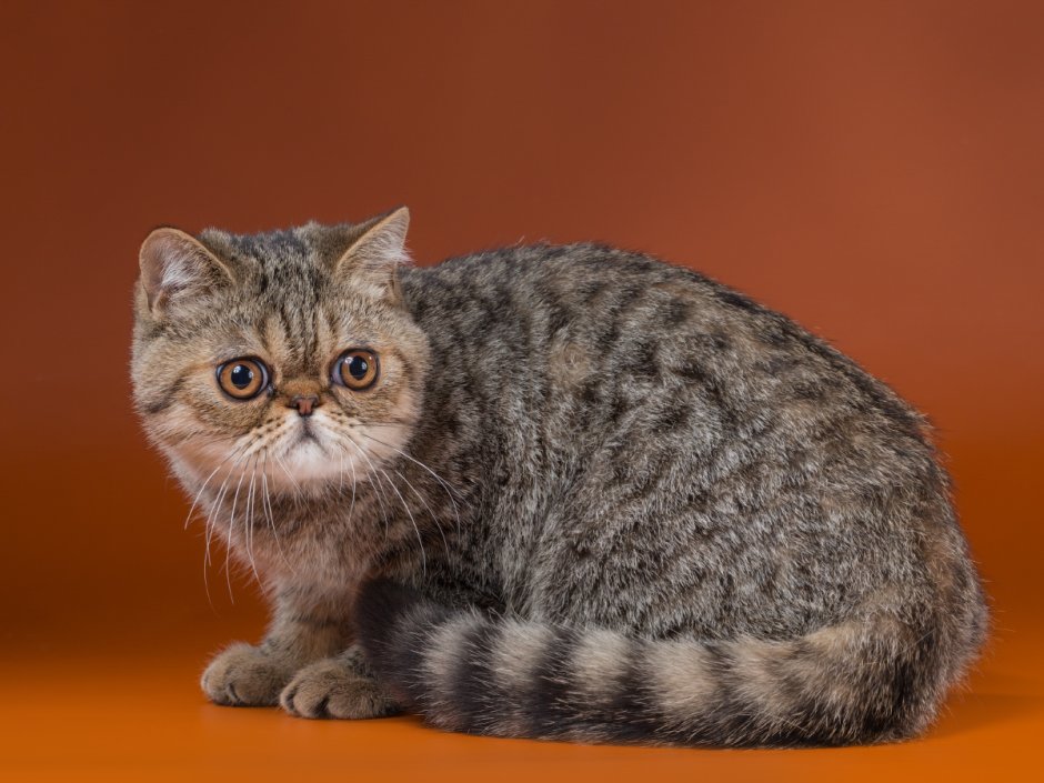 Котята с плоской мордочкой