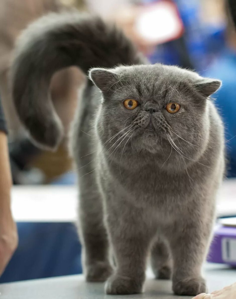 Кошки породы экзот