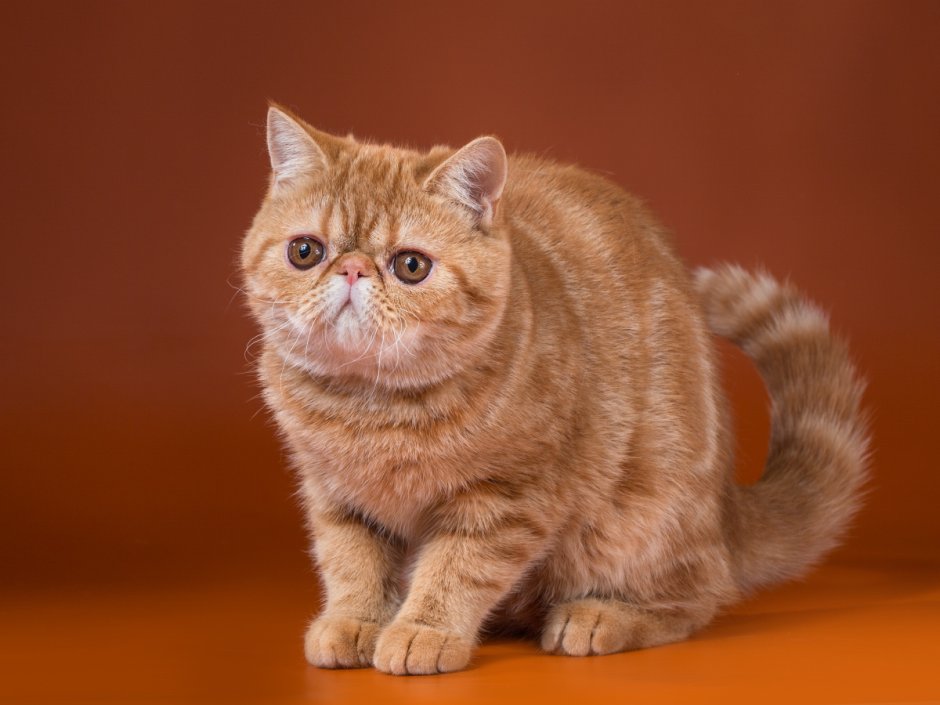 Персидский экзот короткошерстный