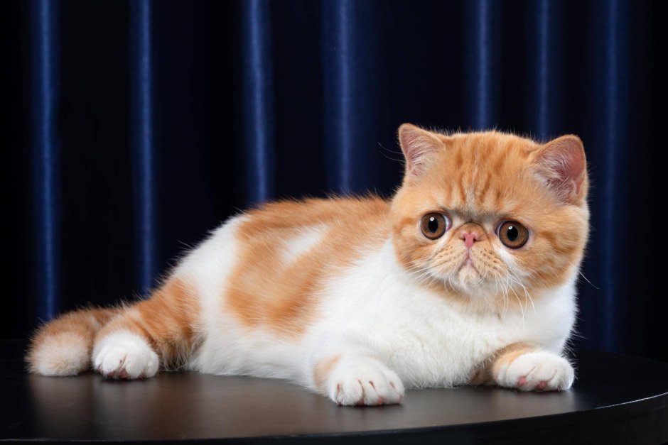 Кошки экзоты короткошерстные