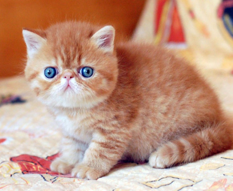 Экзотическая кошка Манчкин