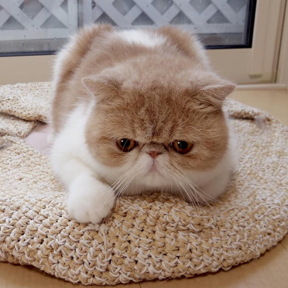 Экзотическая котенок недельный