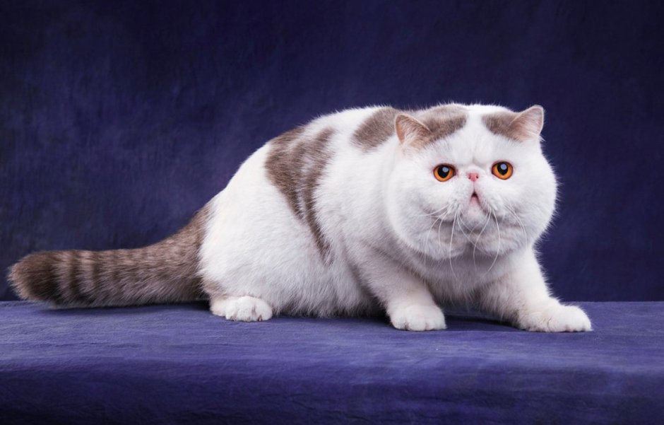Кот гермет