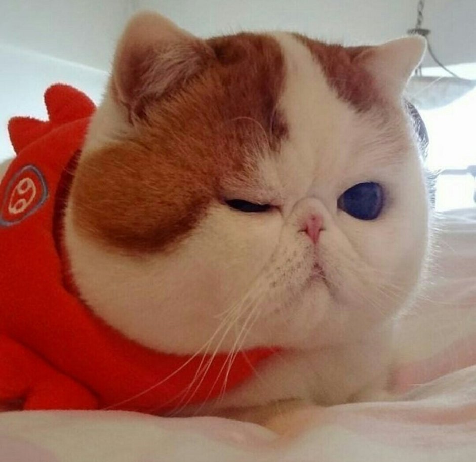 Кот с толстыми щеками