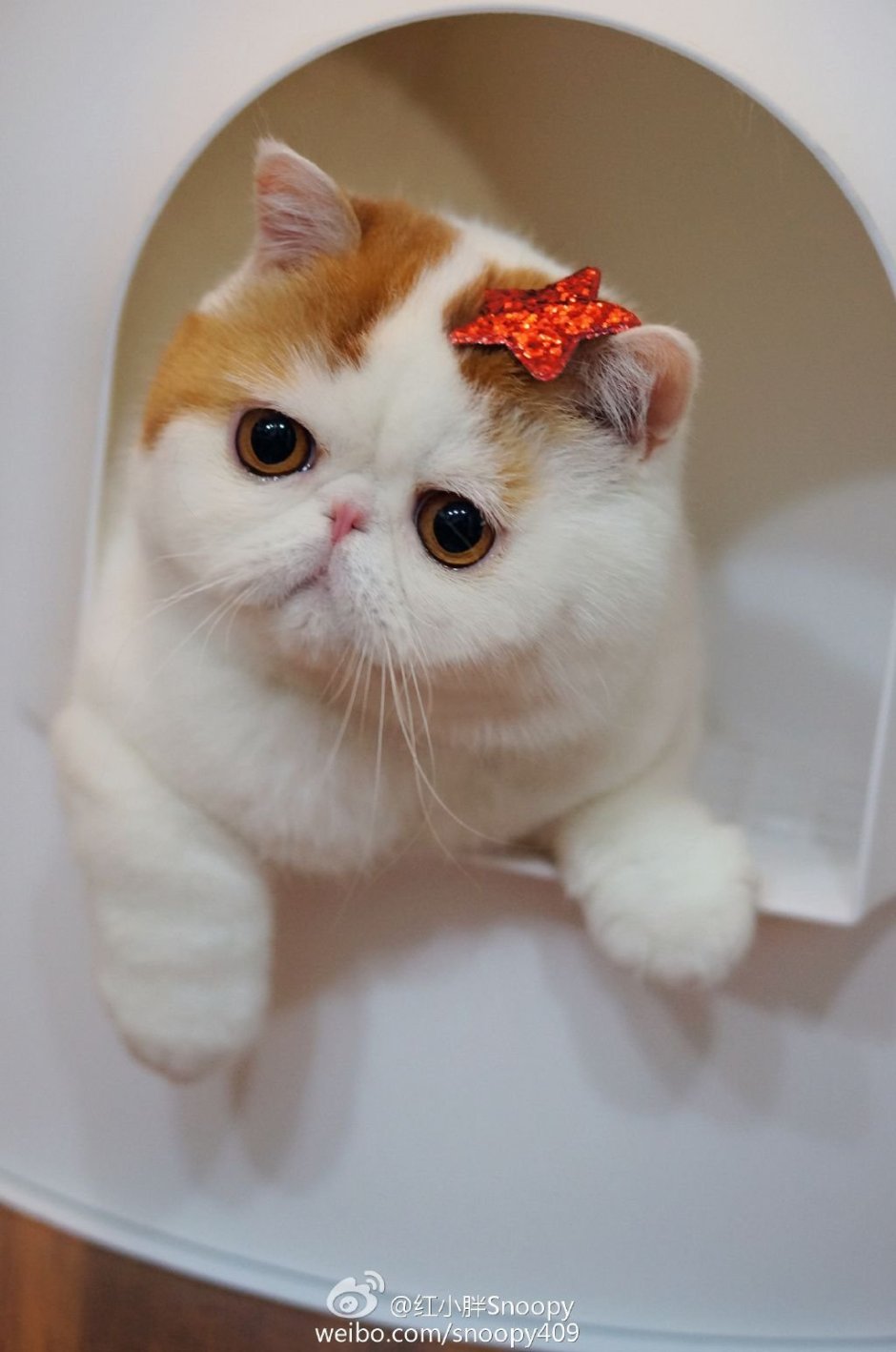 Кошки персы экзоты