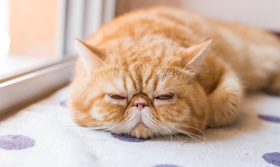 Экзот кошка