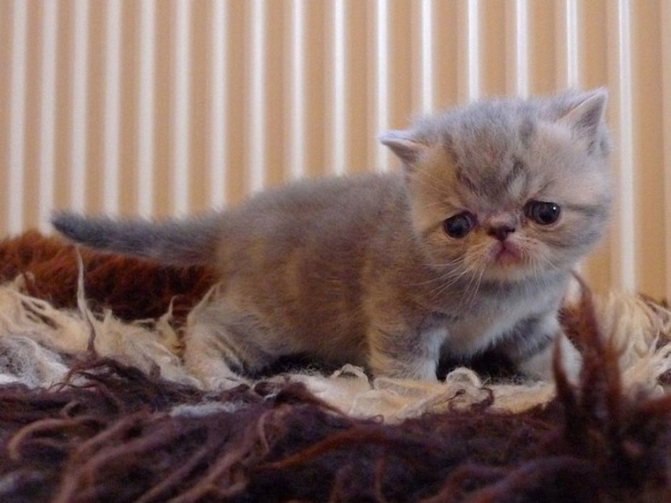 Шотландский экзот