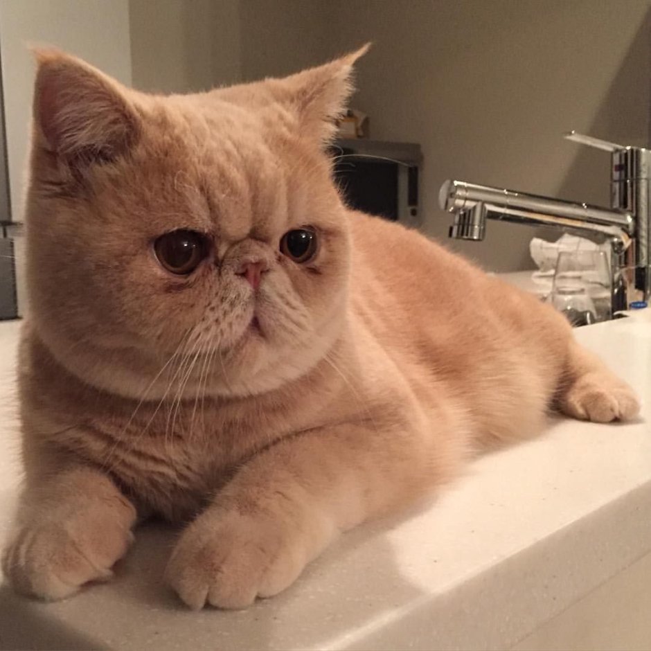Экзот кошка