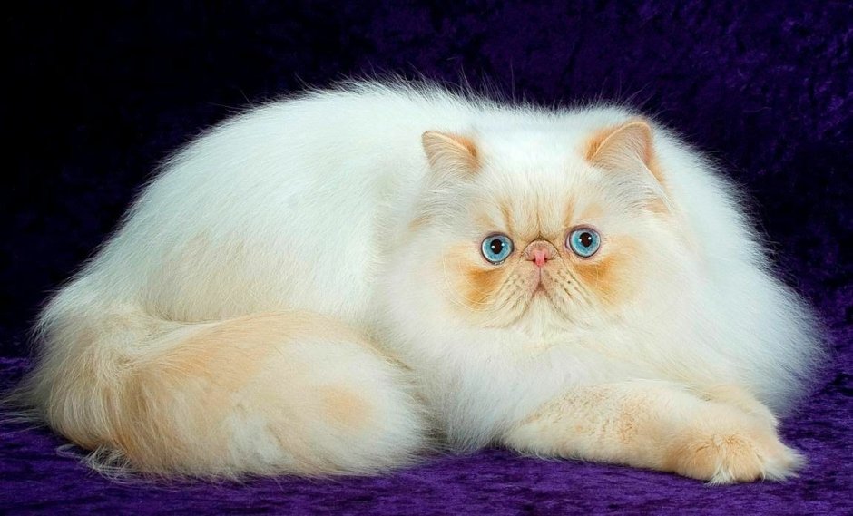 Британская кошка экзот
