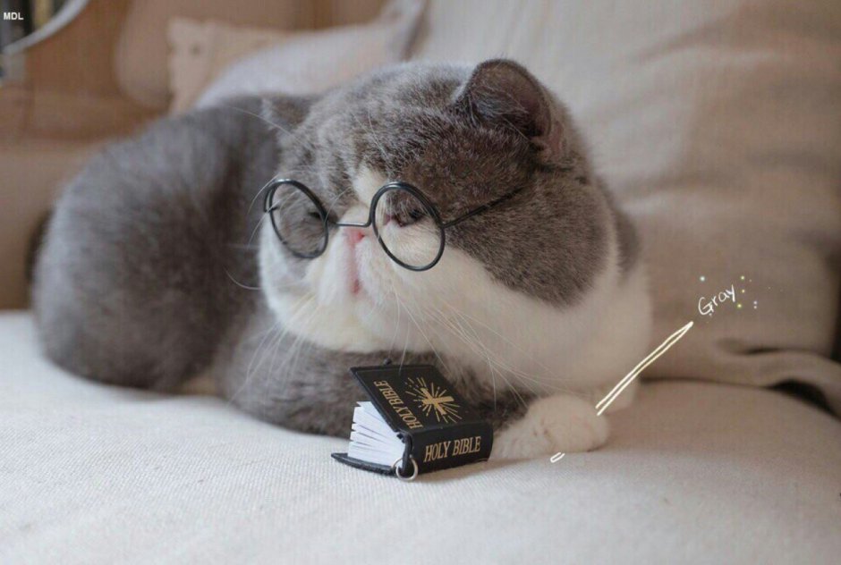 Шотландский кот прямоухий серо белый