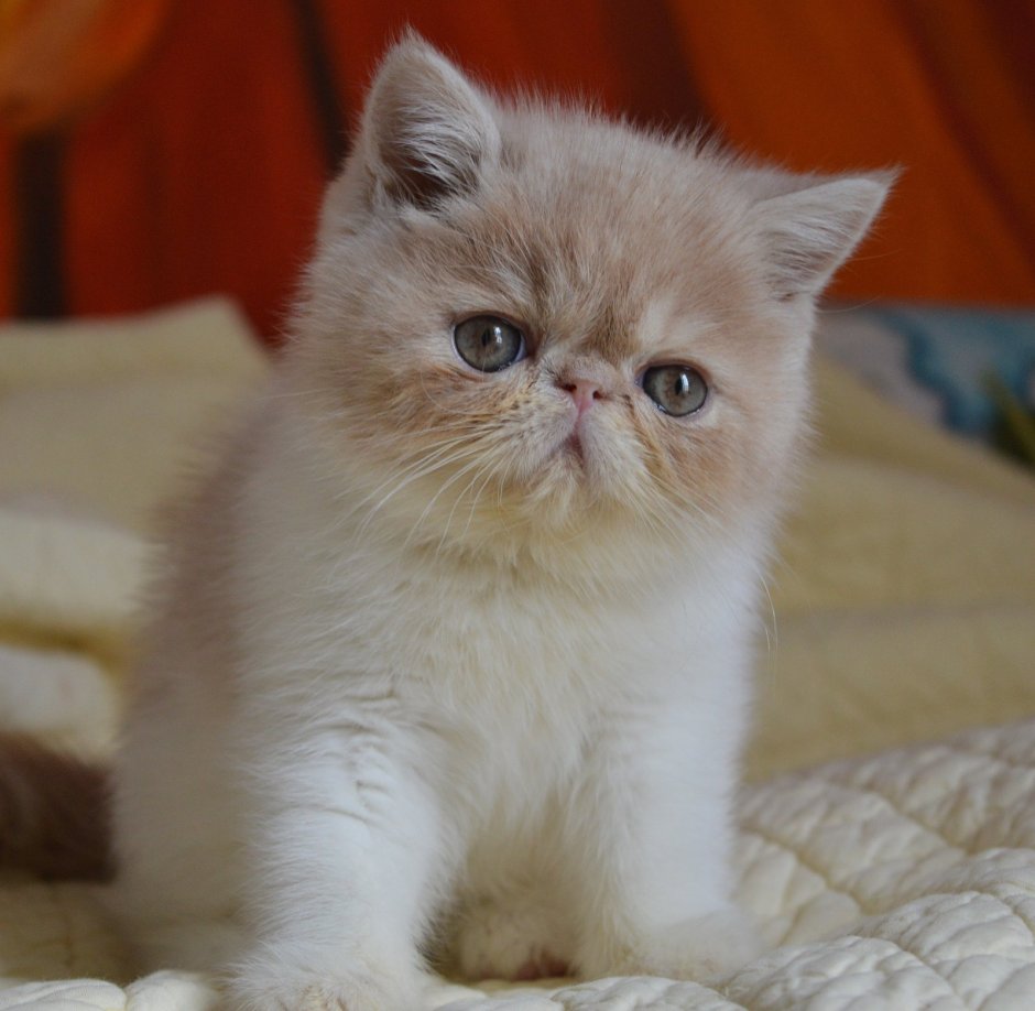 Британец с экзотом кошка
