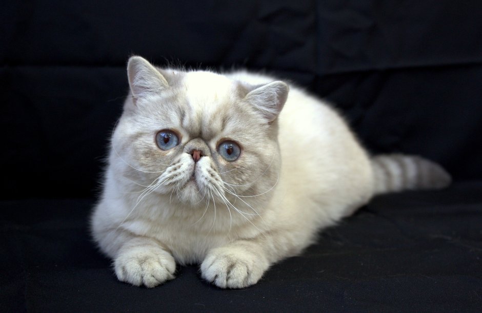 Кот экзот вислоухий