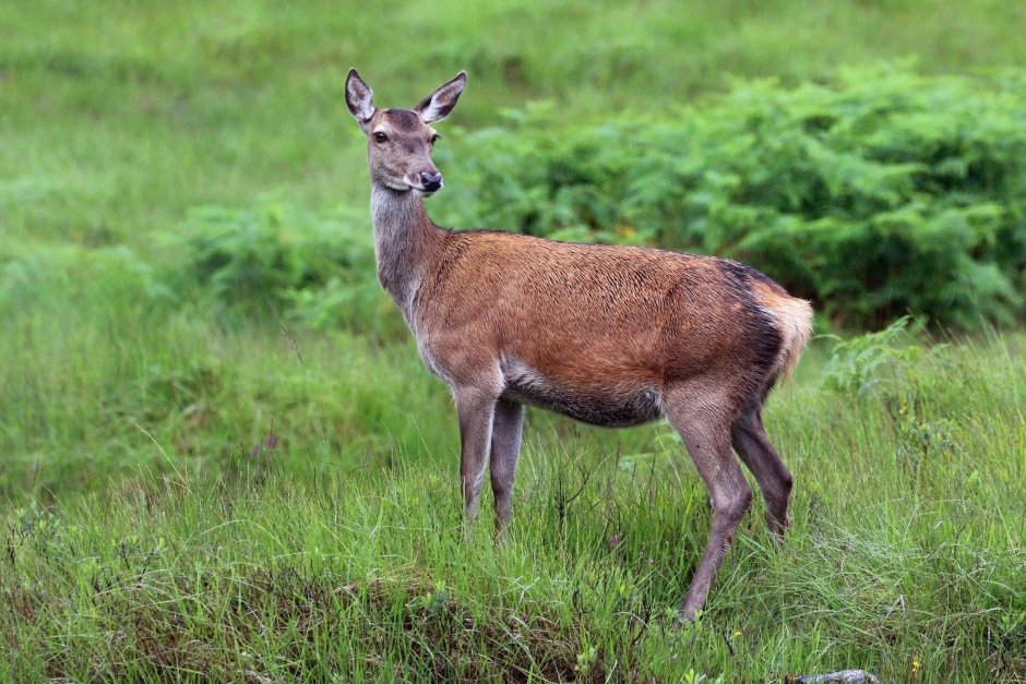 Благородный олень (Cervus elaphus)