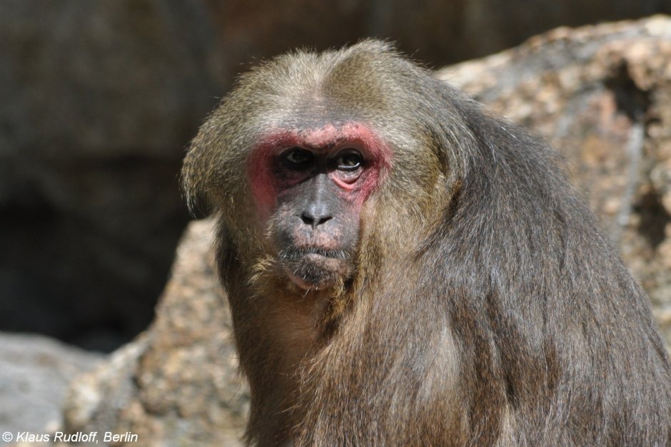 Медвежий макак ( Macaca arctoides )