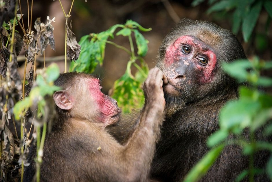 Медвежий макак ( Macaca arctoides )