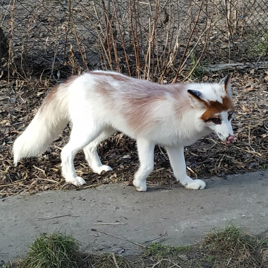 Мраморная лиса (Marble Fox)