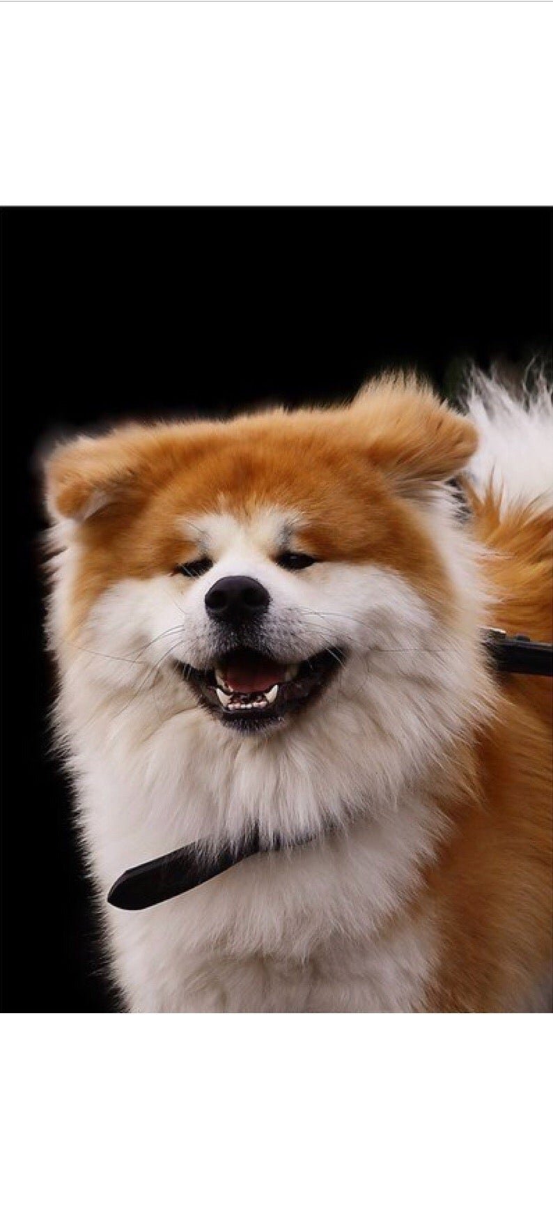 Акита-ину длинношерстная