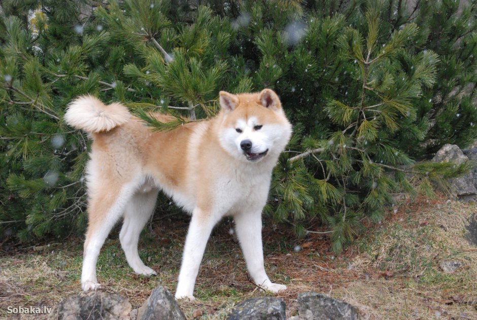 Акита-ину длинношерстная