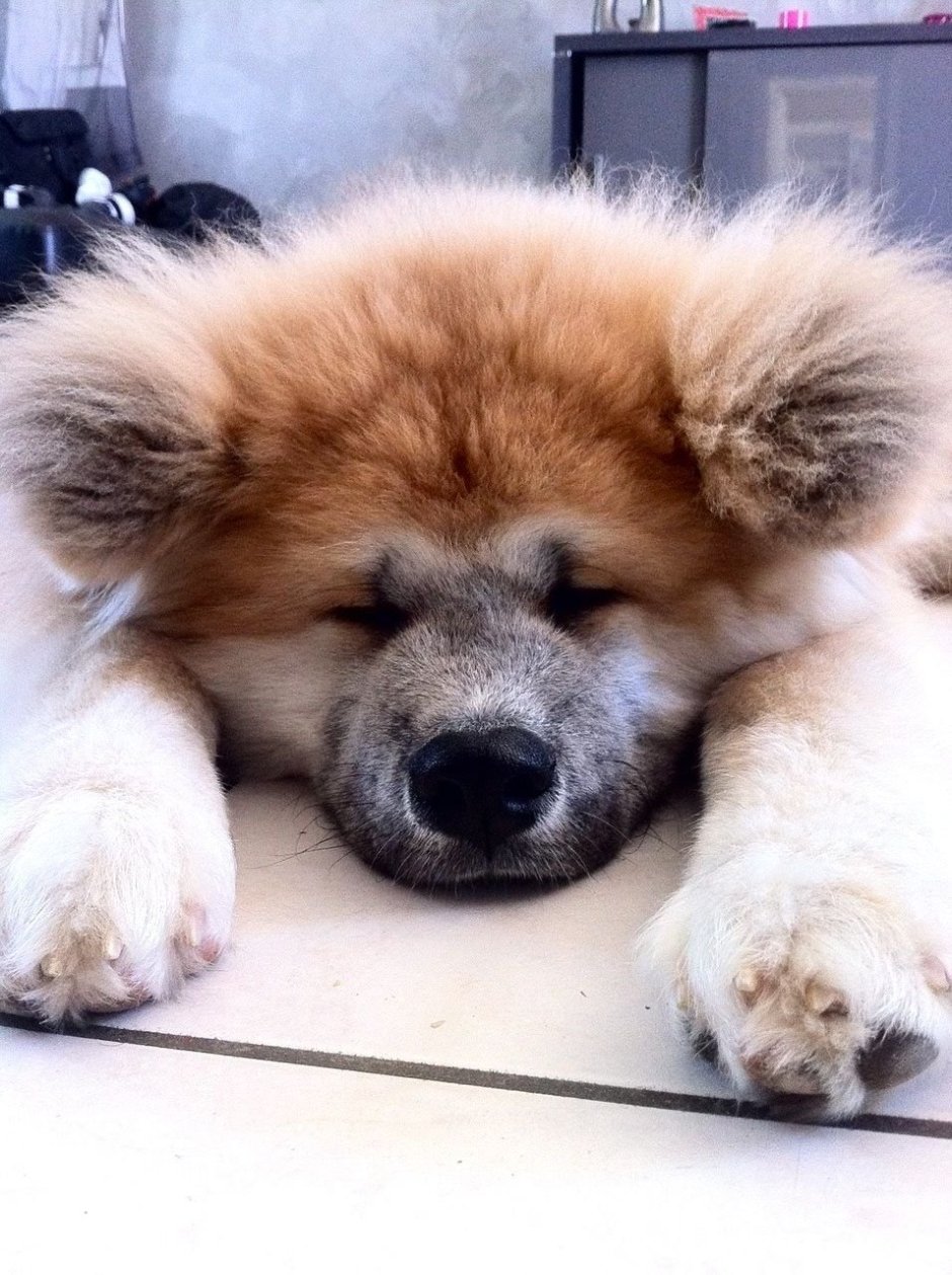 Акита-ину длинношерстная