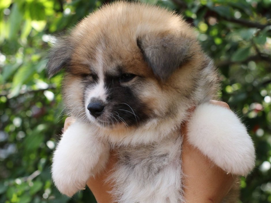 Груминг длинношерстной Акита ину