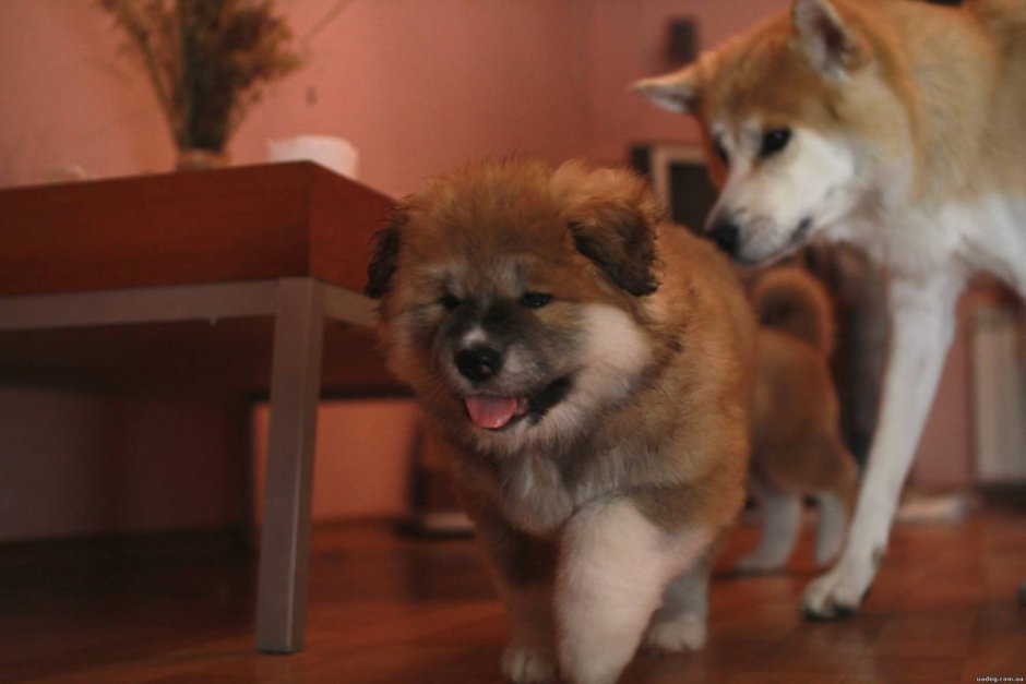 Щенок акиты ину длинношерстная как узнать в каком возрасте