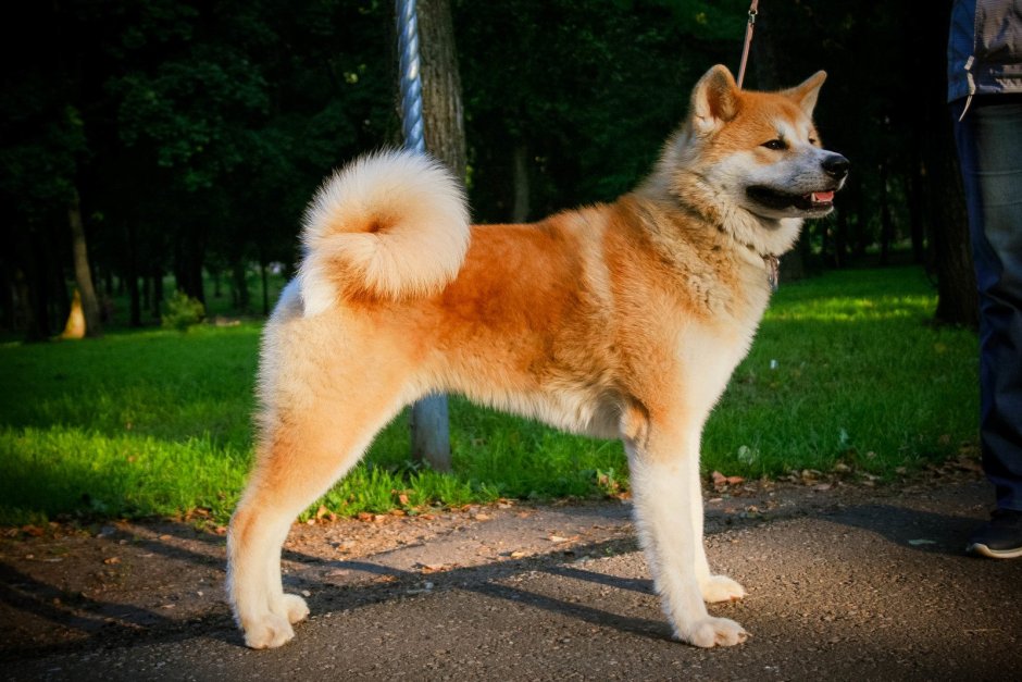 Акита ину тигровая