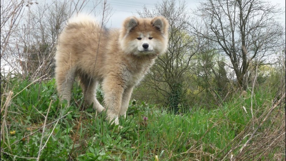 Акита ину длинник