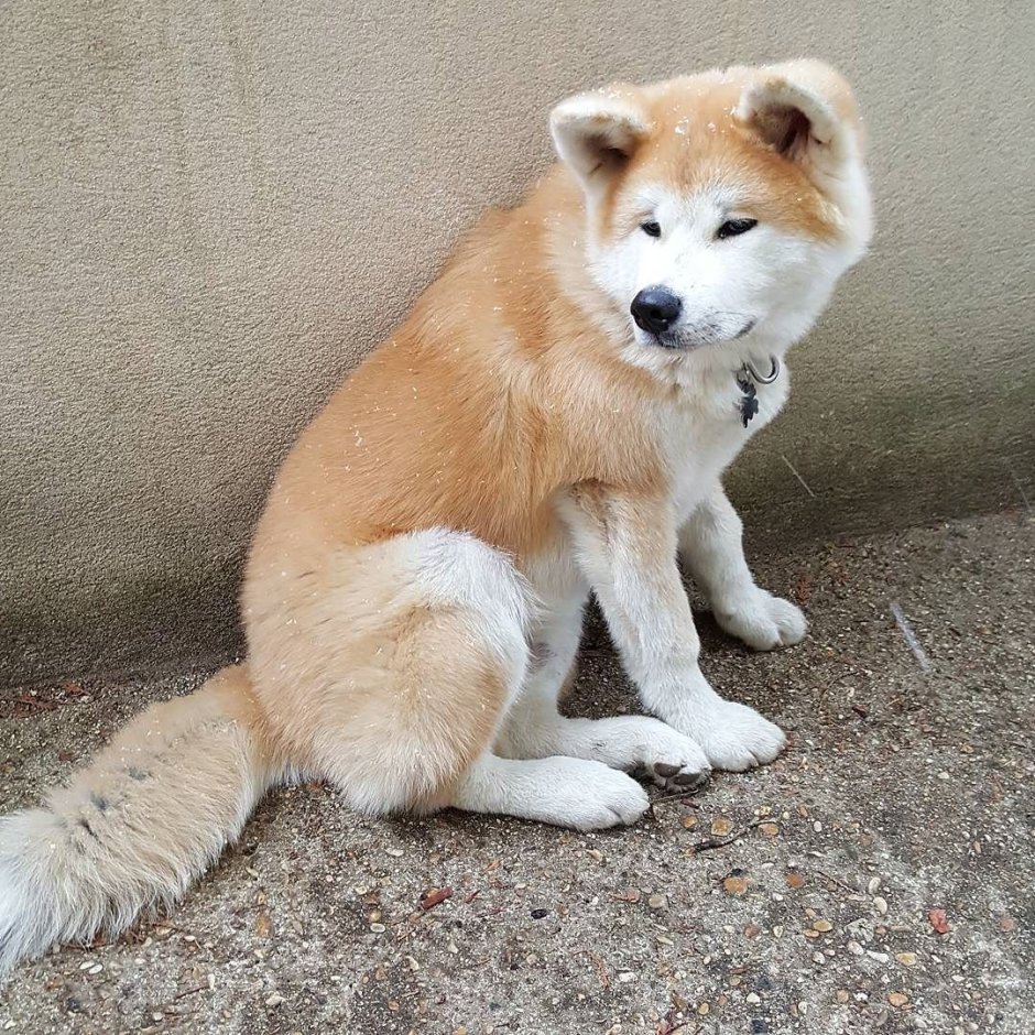 Японская Акита-ину длинношерстная